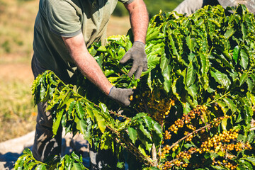 Harvesting and coffee harvesters