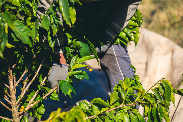 Harvesting and coffee harvesters