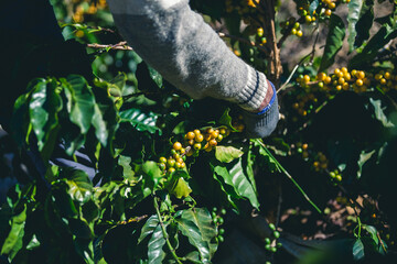 Harvesting and coffee harvesters