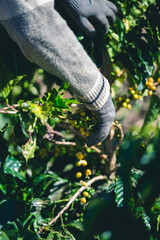 Harvesting and coffee harvesters