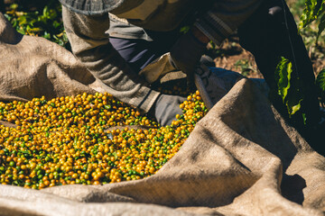 Harvesting and coffee harvesters