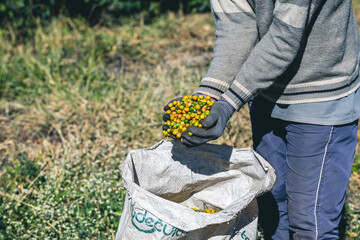 Harvesting and coffee harvesters