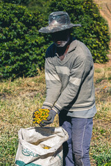 Harvesting and coffee harvesters