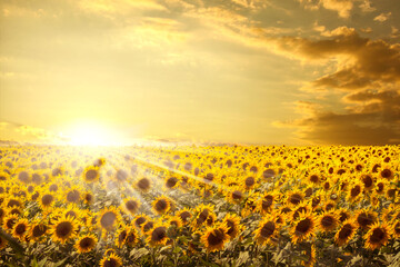 Landscape of sunflower field at sunset with sunbeams among the yellow flowers, pictorial poster