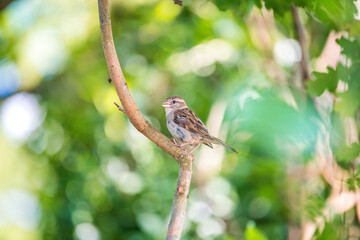 sparrow on a branch