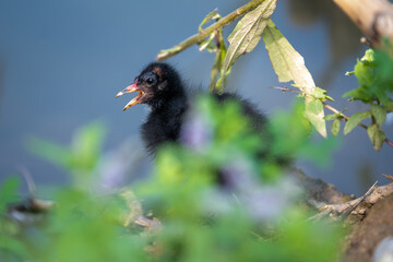 Black chick