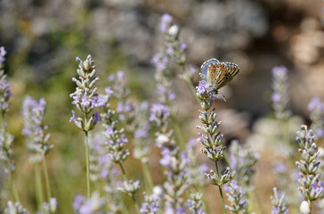 Butterfly on the lavender flower 