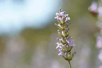 Close up of lavender, blurred background 