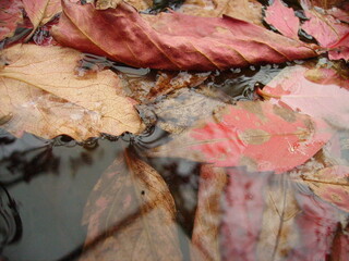 autumn leaves in the water