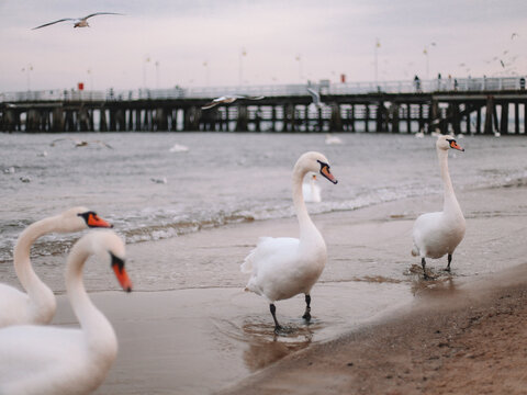 Swans In The Baltic Sea
