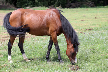 Naklejka na ściany i meble Young purebred horse peaceful grazing on pasture