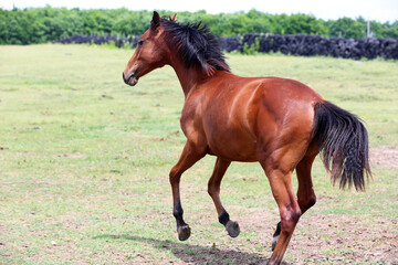 Obraz premium Young purebred horse peaceful grazing on pasture