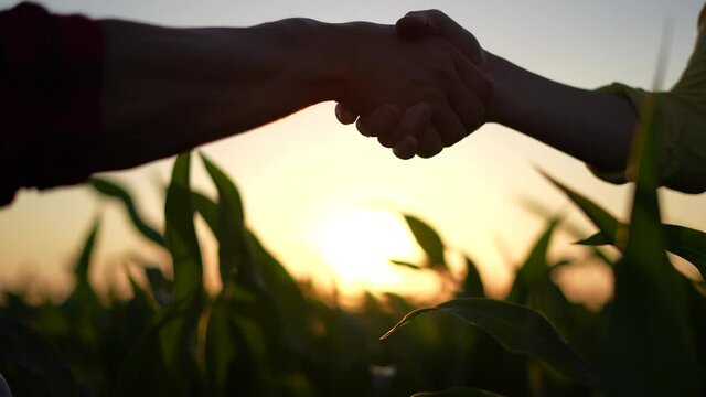 Agriculture. two farmers sunlight shake hands, conclude a business contract for a corn field. agriculture sale harvest concept. business handshake of farmers in a corn field. shake hands agriculture