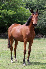 Obraz premium Young purebred horse peaceful grazing on pasture