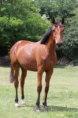 Obraz premium Young purebred horse peaceful grazing on pasture