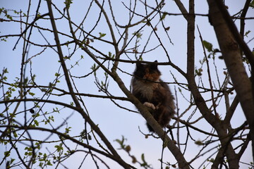 cat on tree