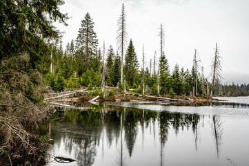 Obraz premium Oderteich, Nationalpark Harz, Deutschland