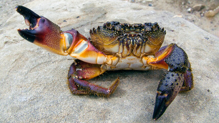 Large Black Sea stone crab Eriphia verrucosa sitting closeup on the shore. Sea delicacy.