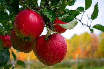 apple orchard - obrazy, fototapety, plakaty