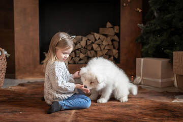  Girl and samoyed husky dog. Home