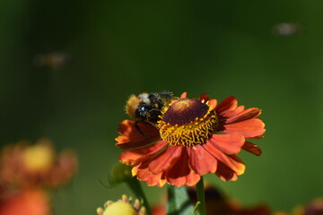insect on a flower