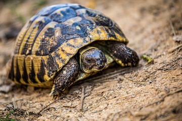 Land tortoise