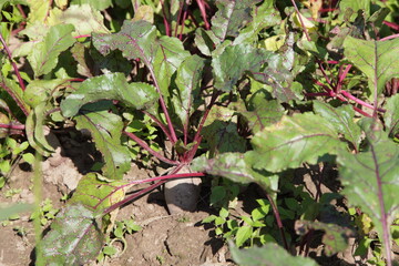 Fresh beet in soil on garden bed with green leaves at Sunny summer day, beetroot growing, agriculture in Europe
