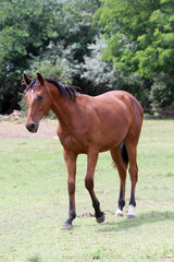 Naklejka na ściany i meble Young purebred horse peaceful grazing on pasture