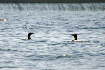 Loons on Child's Lake, Duck Mountain Provincial Park, Manitoba, Canada