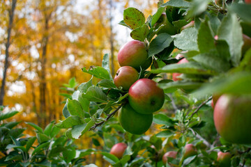 apples on a tree