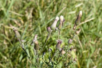 Burdock Thorny purple Flower Arctium Lappa On Green Blurred Background