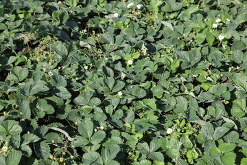 Wild strawberry green leaves on garden bed at Sunny summer day, natural texture for background