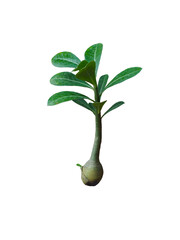 Growing adenium isolated on white background, clipping path included.