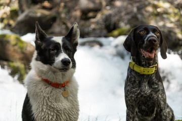 Two dogs sit against the background of a waterfall. Two hunting dogs. Dogs are travelers.
