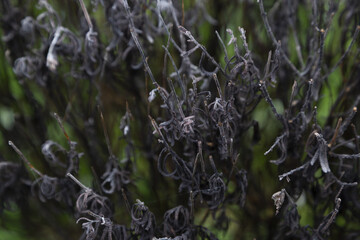 Selective focus shot of dead plants in the meadow