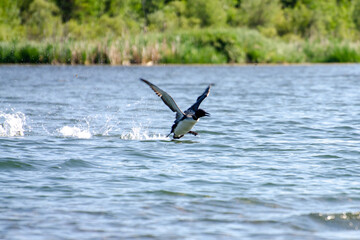 Loons on Child's Lake, Duck Mountain Provincial Park, Manitoba, Canada