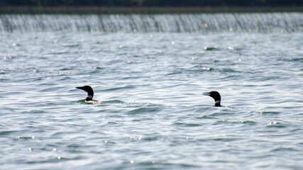 loons on child's lake in duck mountain provincial park, Manitoba, canada