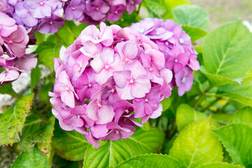 Hortensias