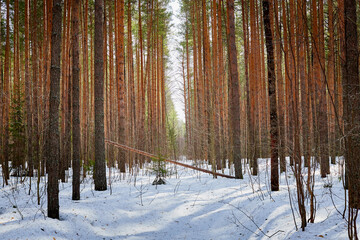 Naklejka premium Trunks in a pine forest in winter day. Nature ladscape