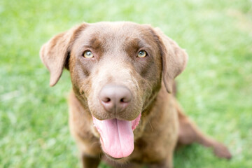 labrador chocolate