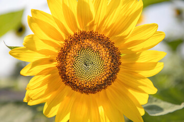 Macro image of sunflower head showing detailed ray and disc florets, sunshine, backlit