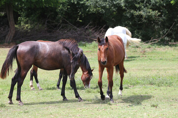 Young purebred horses peaceful grazing on pasture