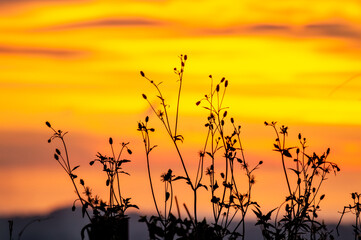 sunset in the grass