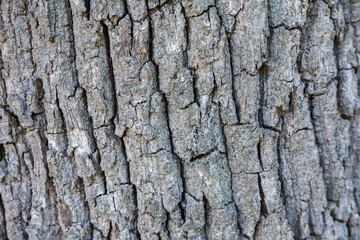 Texturas arboles