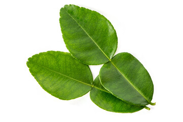 bergamot leaf isolated on white background.