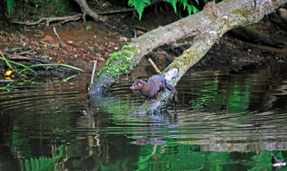 American mink fishing along the river