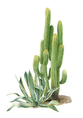 Foto op Canvas Cactus en agave plant hand getekend in aquarel geïsoleerd op een witte achtergrond. Aquarel bloemen illustratie. © Tatiana