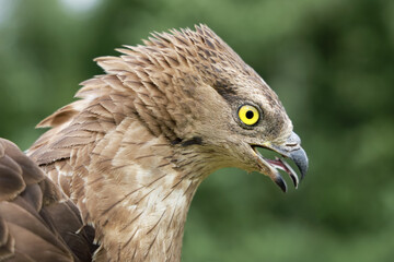 Short-toed snake eagle (Circaetus gallicus) predator bird, head with open beak, close-up