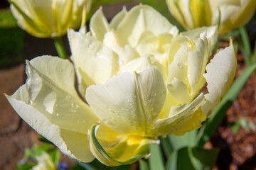 Beautiful flower of spring white tulip with drops of rains on petals, close up