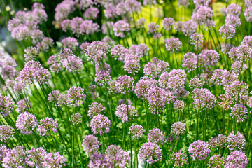 Obraz premium A field with lots violet flowers head of Allium giganteum bloomin in the garden, close up